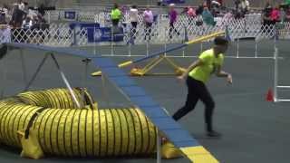 Agility Standard Class  12 inches  AKCEukanuba National Championship 2014 [upl. by Ateval]