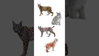 4 Main Species of Lynx  Lynxes  Medium Sized Wild Cat Genus Lynx [upl. by Cope]