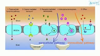 paracellular pathway [upl. by Anrev]