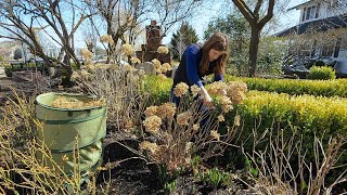 How I Prune Hydrangeas amp Hellebores 🌸✂️🌿  Garden Answer [upl. by Malchy]