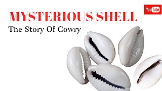 Mysterious Shells The Story Of Cowries [upl. by Ahsiekat]