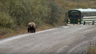 Grizzlies Preserving Bear amp Visitor Experiences [upl. by Susann]