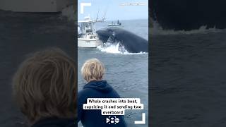 VIDEO Whale crashes into boat capsizing it and sending two people overboard [upl. by Izmar]