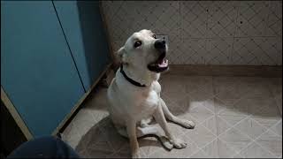 Labrador Dog Barking Sound by Dollar the Labrador [upl. by Amann]