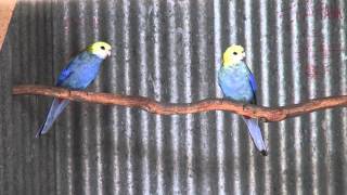 PaleHeaded Rosellas  BirdSpyAus [upl. by Maibach241]