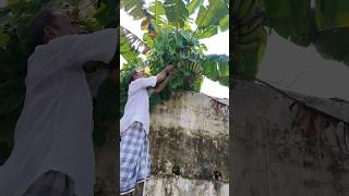 গাছটি ওয়ালের মধ্যে কিন্তু কলা বাইরে ঝুলছেplantain harvest beautifulnature harvest কলা plantain [upl. by Wilber547]