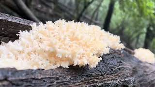 gombavideo Coral tooth mushroom  Hericium coralloides  PETREZSELYEMGOMBA [upl. by Wolsniw651]