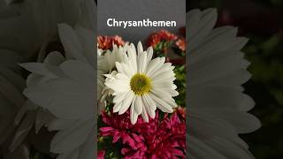 Chrysanthemen Blüte im Dezember HolidaysWithYouTube [upl. by Risley]