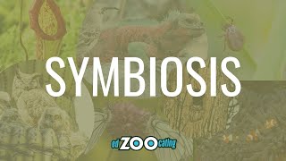 Symbiosis  Mutualism Commensalism and Parasitism  EdZOOcating Adventures [upl. by Asiil]