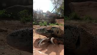 🐻 Rancho Texas Park in Puerto del Carmen Lanzarote  Canary Islands [upl. by Hum]