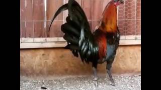 Black McRae  Black Bonanza stag Gamefowl Gallos  Roosters [upl. by Gnivri]