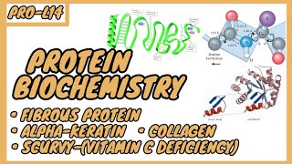 Fibrous protein  alphakeratin  collagen  scurvy  Protein Biochemistry  ProL14  in UrduHindi [upl. by Feingold]