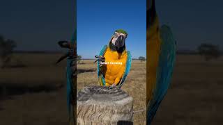 Macaw parrot parrot talkingparrot [upl. by Edaj]