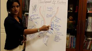 DEVELOPMENT OF THE KIDNEYHUMAN EMBRYOLOGY DR ROSE JOSE [upl. by Hyams]