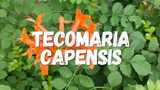 Tecomaria Capensis Um Guia Completo [upl. by Richella]