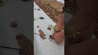 Plantando tomate tomato farm agriculture [upl. by Philbo484]