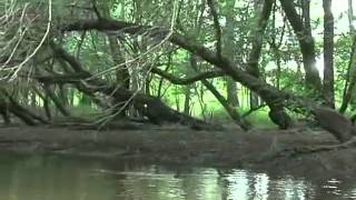 Canoeing on the Lynches River [upl. by Gove239]