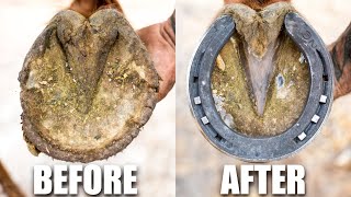 Farrier Hoof Restoration  Satisfying [upl. by Tillford]