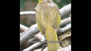 Discover the Yellow Throated Bulbul Indias Hidden Gem [upl. by Meade395]