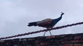 lovely national birds eating food on morning lunch time trending nationalbirds viralvideo eating [upl. by Mullane]