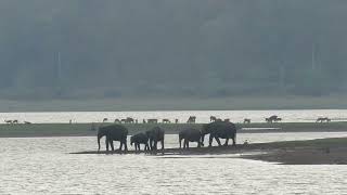 MVI 4402 Elephants crossing the backwaters Kabini 110324 [upl. by Aihsek]