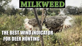 How and Where to Find MILKWEED for Deer Hunting [upl. by Ddarb503]