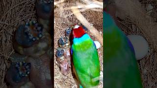 RedHeaded Gouldian Finch Male in nest covering his tiny baby birds  bird chicks birds bird [upl. by Coonan]