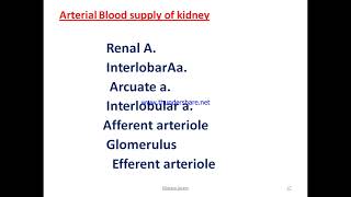 urinary System anatomy [upl. by Poulter]