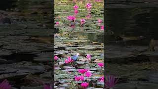 🇱🇰 Swamphen at the Wetland travel birds travelceylon swamphen nature wetlandpark [upl. by Zoellick42]