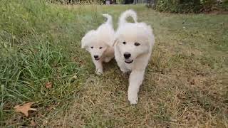 Maremma Sheepdog Puppy Adventure Walk [upl. by Aiyekal]