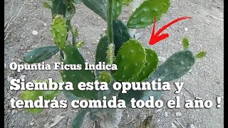 NOPAL PARA SEMBRAR EL MEJOR  Opuntia Ficus Indica [upl. by Anneh]