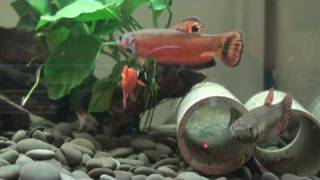 Roisus Betta macrostoma 紅戰狗 [upl. by Justinian801]