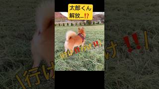 【柴犬・太郞】太郞くん、リード無しで…あれれ？！…😀笑 [upl. by Schram]