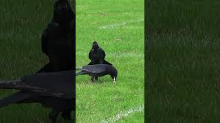 Crow Sounds  What Are They Saying  Park Crows [upl. by Aracot33]