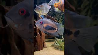 The Uaru Cichlids in the 180 Gallon Tank [upl. by Dermot]