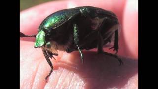 Rose Chafer Cetonia aurata taking off [upl. by Sudnor]