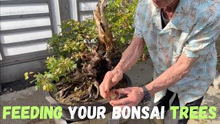 Feeding Your Bonsai Trees [upl. by Mattson910]