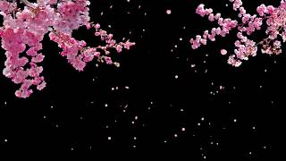 Cherry Blossom Tree with Falling Petals on Transparent Background  Stock Video [upl. by Ydor784]