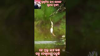 ଇଏ ପ୍ରକୃତିର କି ଦୃଶ୍ୟ ⭕‼️⭕ । ଜୟ ଜଗନ୍ନାଥ। animals viralvideo youtubeshorts [upl. by Ursel]