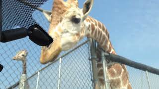 African Safari Wildlife Park 72915  Part 1 [upl. by Abbe]