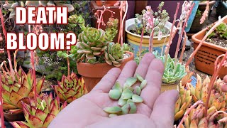 What to do with Different SUCCULENT FLOWER  Crosspollination  Growing Succulents with LizKreate [upl. by Celeste59]