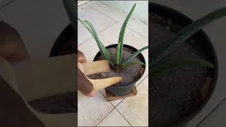 How to Repotting Aloe Vera shorts aloevera [upl. by Pressey]