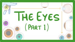 GCSE Biology  How the Eye Works Part 1  Structure of the Eye amp Iris Reflex 31 [upl. by Ynohtnaeoj]