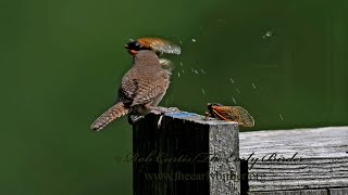 Troglodytes aedon HOUSE WREN sings grabs cicadas 9088891 [upl. by Aindrea909]