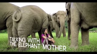 Inspiring Elephant Sanctuary activist in Chiang Mai  WTTV [upl. by Ysnap]