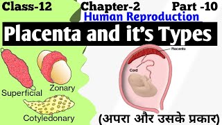 development of placenta  types of placenta  structure and function of placenta [upl. by Raval]