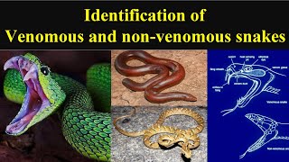 Difference between venomous and nonvenomous snakes Identification of poisonous amp nonvenomous snakes [upl. by Eniawd256]