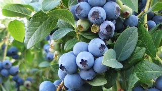 Wild Blueberry — North Americas Great Superfood [upl. by Zsa Zsa]