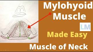 Mylohyoid muscle  Origin insertion nerve supply and actions  Mylohyoid muscle anatomy [upl. by Lashonda]