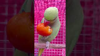 Ai Mithu Ai Mithu Talking or Eating 🥣 Mithua talkingparrot youtubeshorts viralshorts Mithu Voice [upl. by Ardnuhsal914]